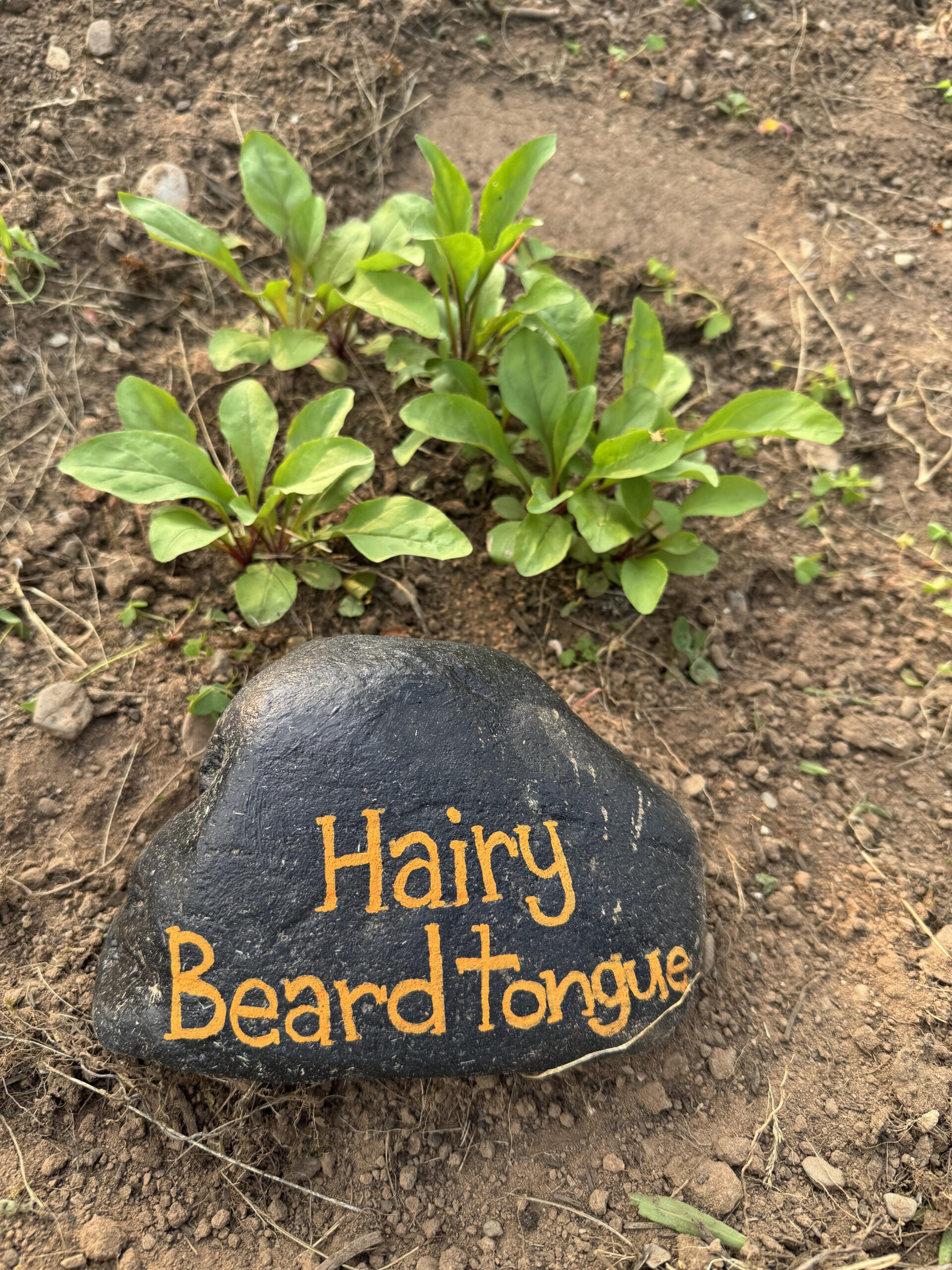 Hairybeard tongue native species pollinator garden