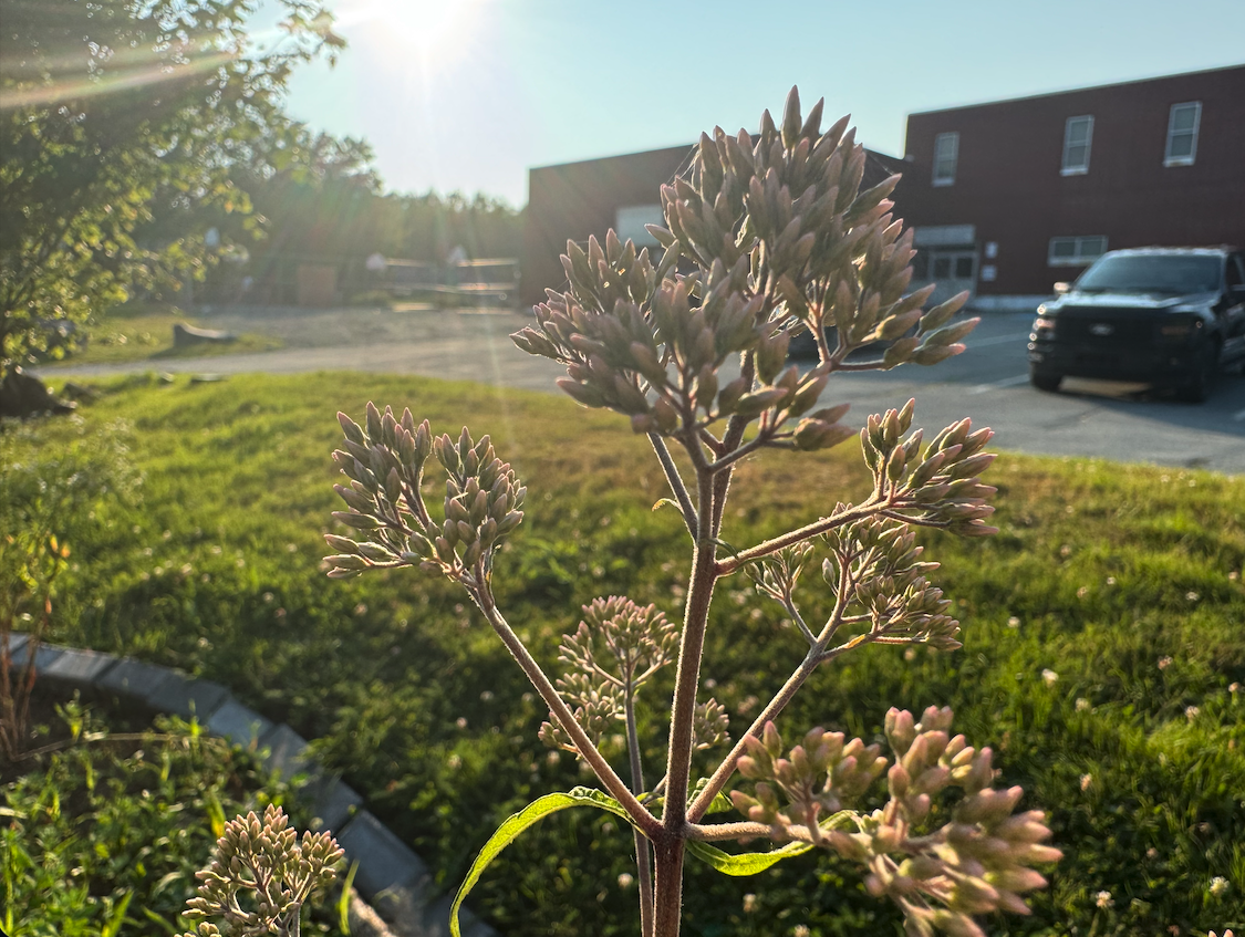joe pye weed native species