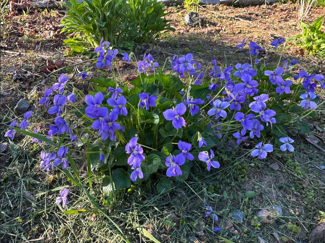 viola native nova scotia