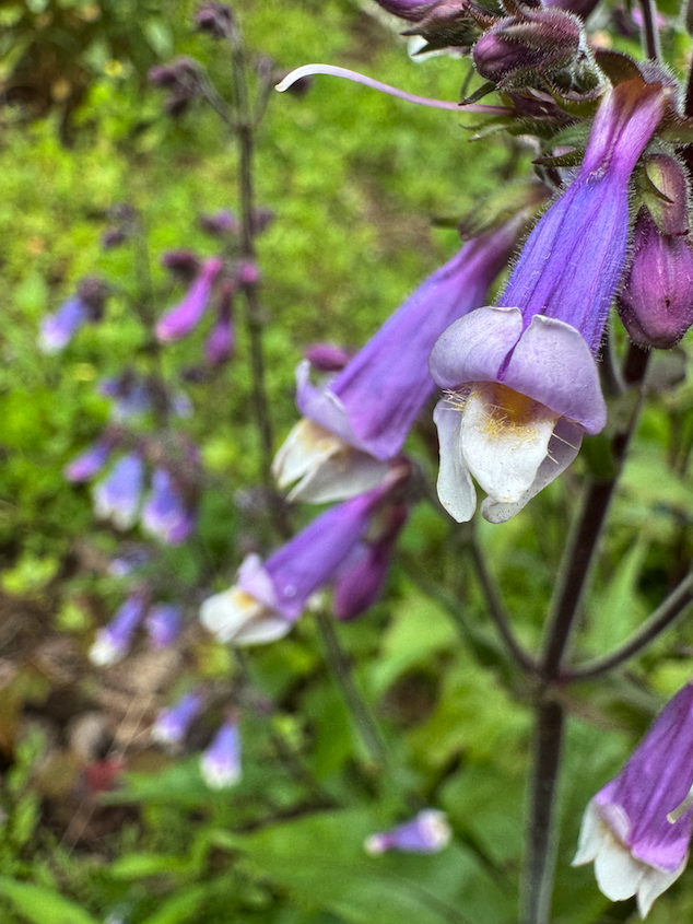 nova scotia 